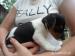 Jack Russel terier - Predaj