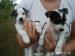 Jack Russel terier - Predaj
