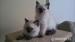 Ragdoll seal colorpoint. - Prodej