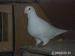 poštovní holubi standard - Prodej