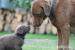 Chesapeake bay retriever - Prodej