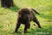 Chesapeake bay retriever - Prodej