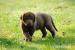 Chesapeake bay retriever - Prodej