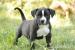 American bully - Prodej