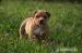 American bully - Prodej