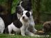 American bully - Prodej