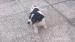 jack russell tetier - Predaj