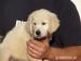golden retriever welpen - Verkauf