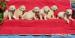 golden retriever welpen - Verkauf