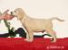 golden retriever welpen - Verkauf