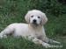 golden retriever welpen - Verkauf