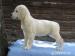 golden retriever welpen - Verkauf