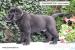 LABRADOR RETRIEVER - ŠTENIATKA - Predaj