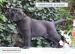LABRADOR RETRIEVER - ŠTENIATKA - Predaj
