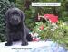 LABRADOR RETRIEVER - ŠTENIATKA - Predaj