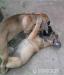 Cane corso - Predaj