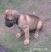 Cane corso - Predaj