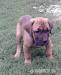 Cane corso - Predaj