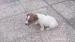 jack russell tetier - Predaj