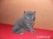 Mačiatka maine coon - Predaj