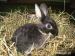 Prodám zakrslé králíčky - Prodej