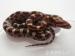 Pantherophis guttatus - Prodej