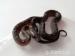 Pantherophis guttatus - Prodej