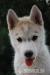 Siberian husky - šteniatka s pp - Prodej