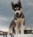 Siberian husky - šteniatka s pp - Prodej