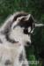 Siberian husky - šteniatka s pp - Prodej