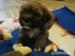 prodám čistokrevná štěňata Lhasa Apso - Prodej