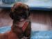 prodám čistokrevná štěňata Lhasa Apso - Prodej