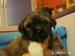 prodám čistokrevná štěňata Lhasa Apso - Prodej