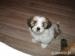 prodám čistokrevná štěňata Lhasa Apso - Prodej