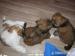 prodám čistokrevná štěňata Lhasa Apso - Prodej