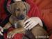 Rhodéský ridgeback s PP - Prodej