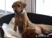 Rhodéský ridgeback s PP - Prodej