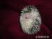 Samičky ježka bělobřichého - mláďata - Prodej