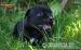 Staffordshire bull terrier - Prodej