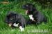 Staffordshire bull terrier - Prodej
