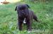 Staffordshire bull terrier - Prodej