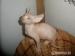 Sphynx kocourci - Prodej