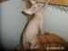 SPHYNX   KOCOURCI - Prodej