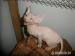 SPHYNX   KOCOURCI - Prodej