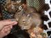 Daruji osmačky degu - Darování