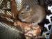 Daruji osmačky degu - Darování