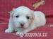 coton de tulear - Prodej
