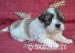 coton de tulear - Prodej