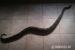 1,1 Boa constrictor - Predaj