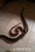 1,1 Boa constrictor - Predaj